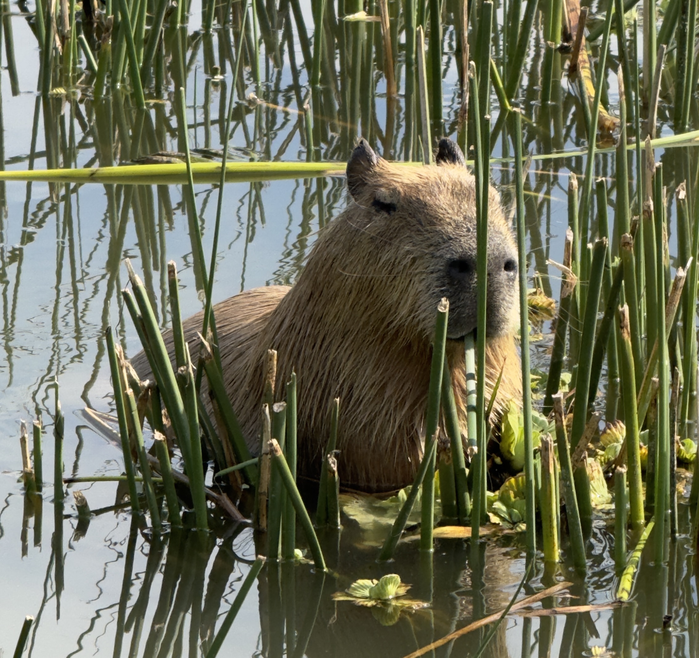 Elle-Marketing-and-Events-Meet-our-Team-Daisy-Bizot-Project-Coordinator-Capybaras-Argentina Elle Marketing and Events, Meet our Team, Daisy Bizot Project Coordinator, Buenos Aires, Capybaras
